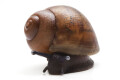 Archachatina marginata suturalis typ 4 adult